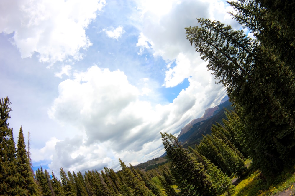 a dirt road surrounded by trees under a cloudy sky