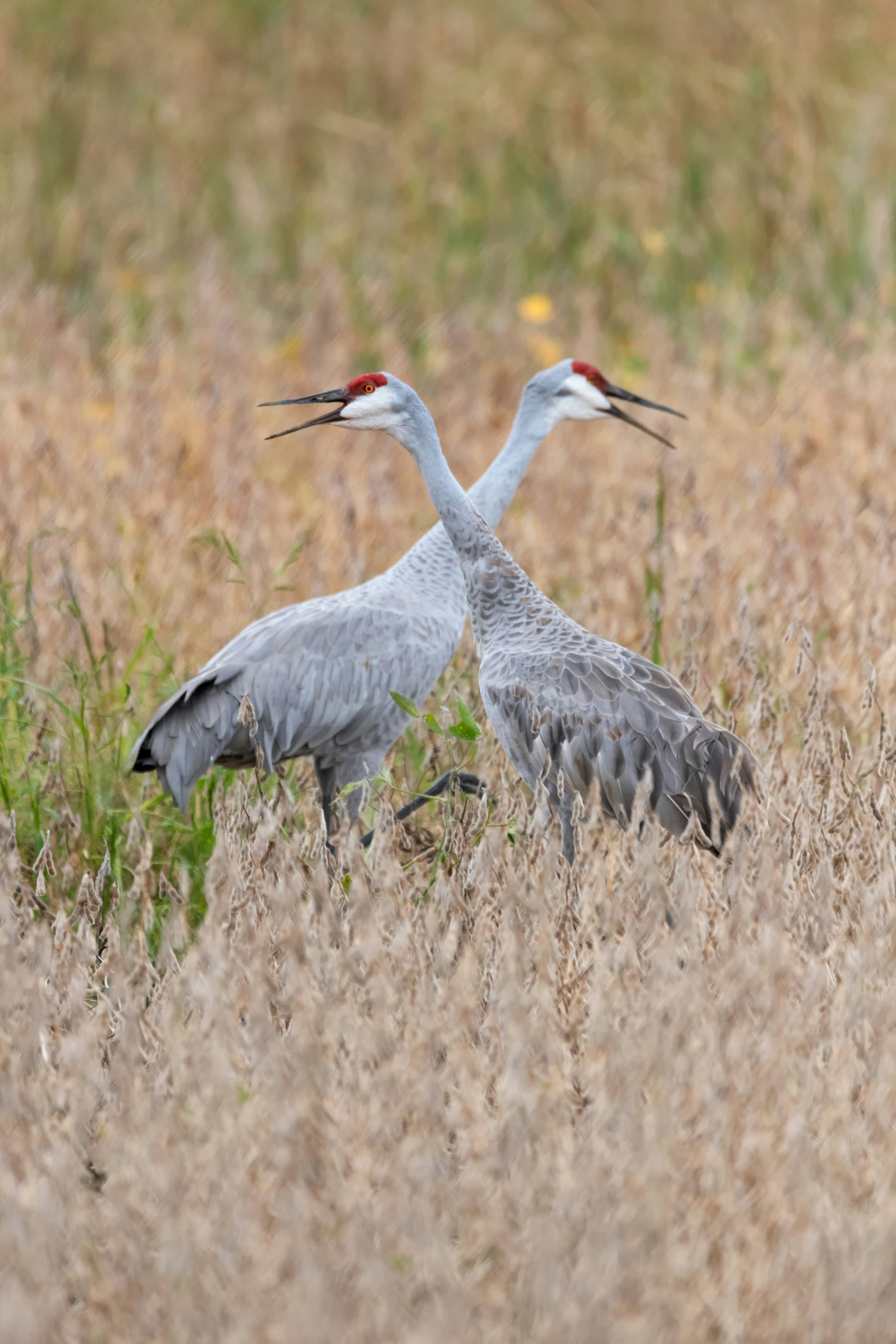 Photo by colemarshall