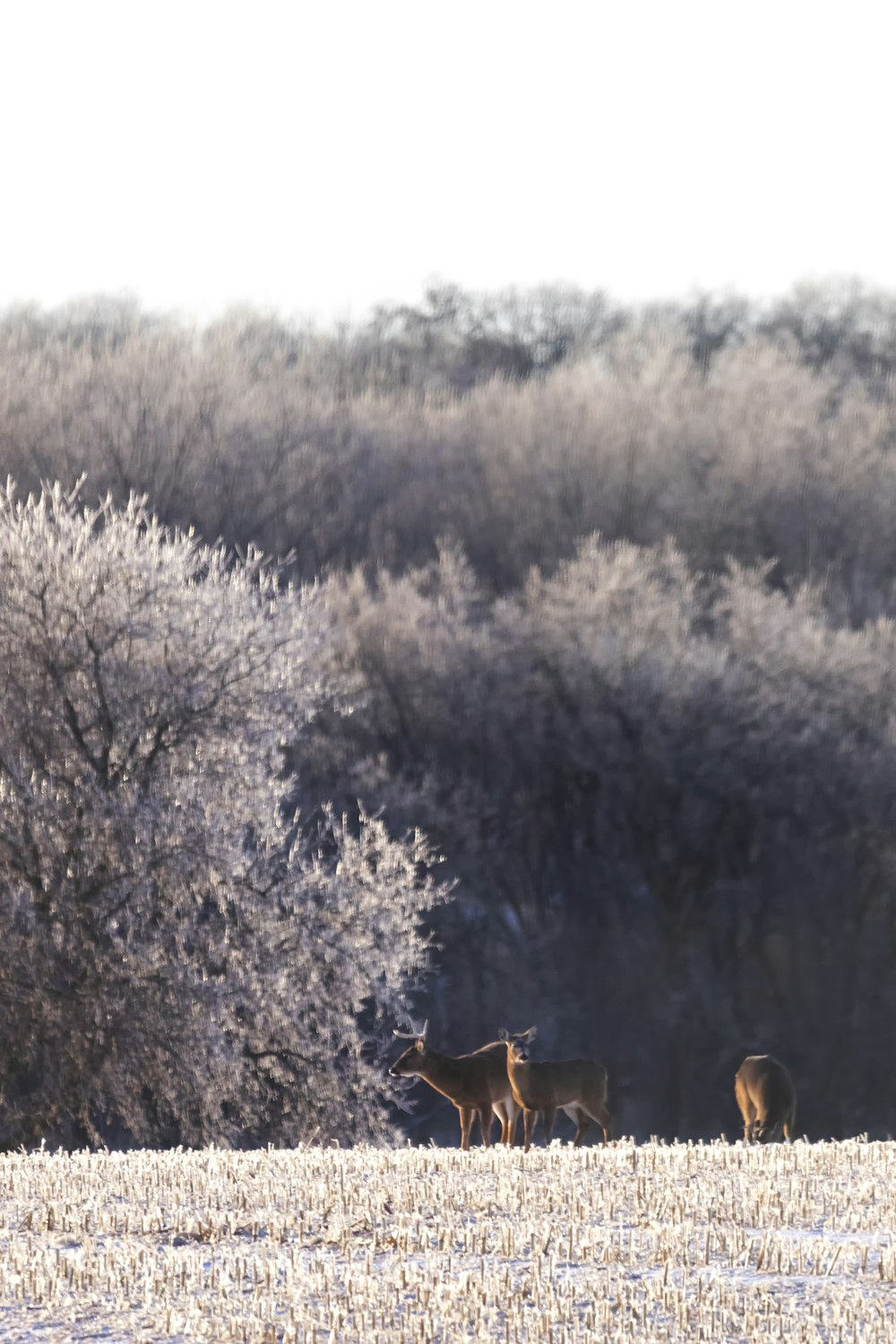 a group of deer standing on top of a snow covered field