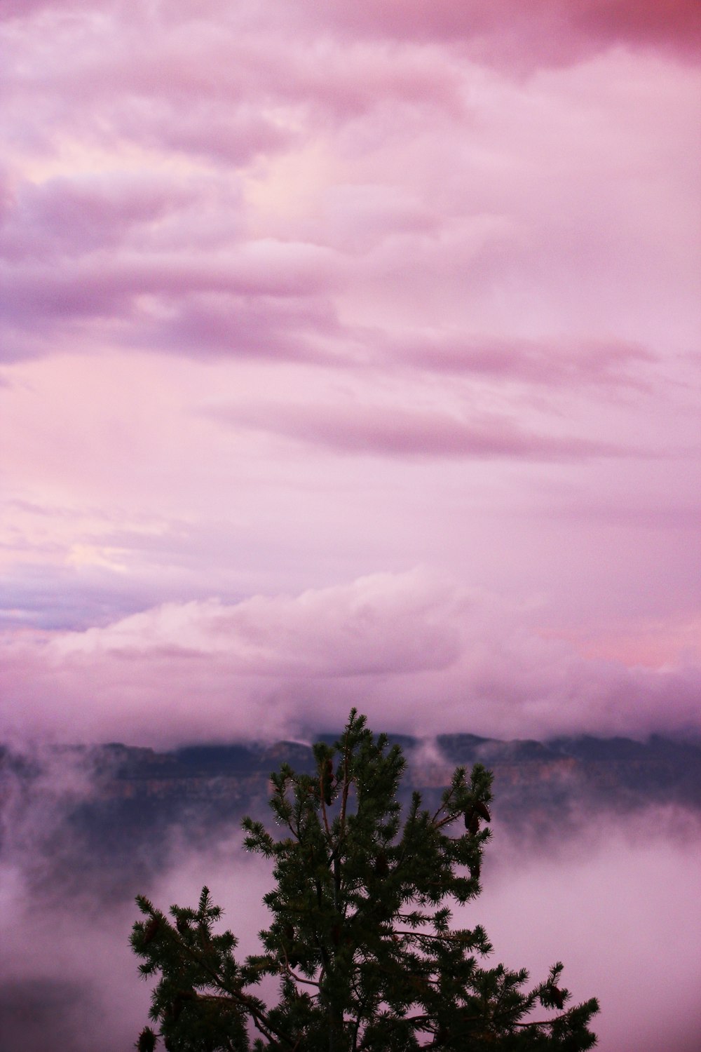 a pine tree in the foreground with a pink sky in the background