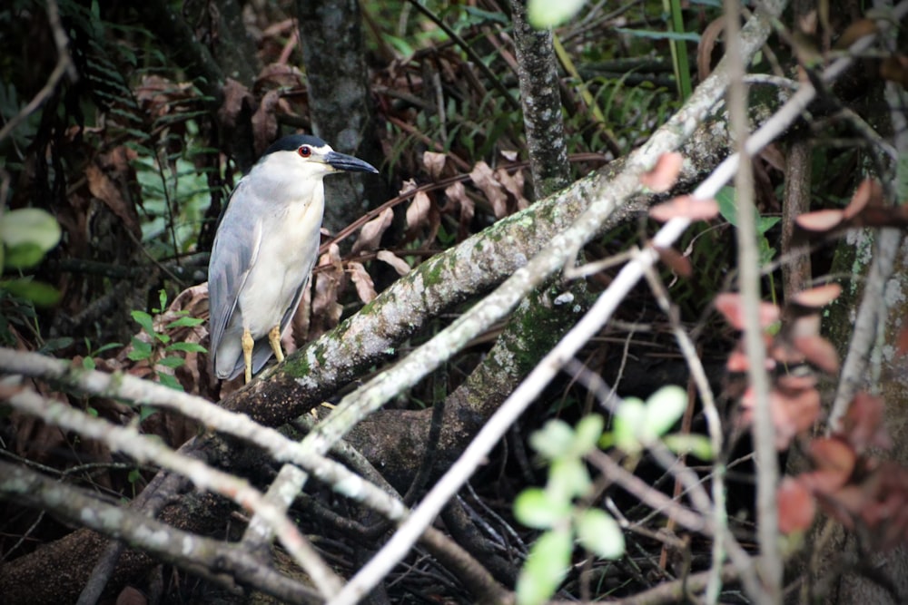 a bird perched on a tree branch in the woods