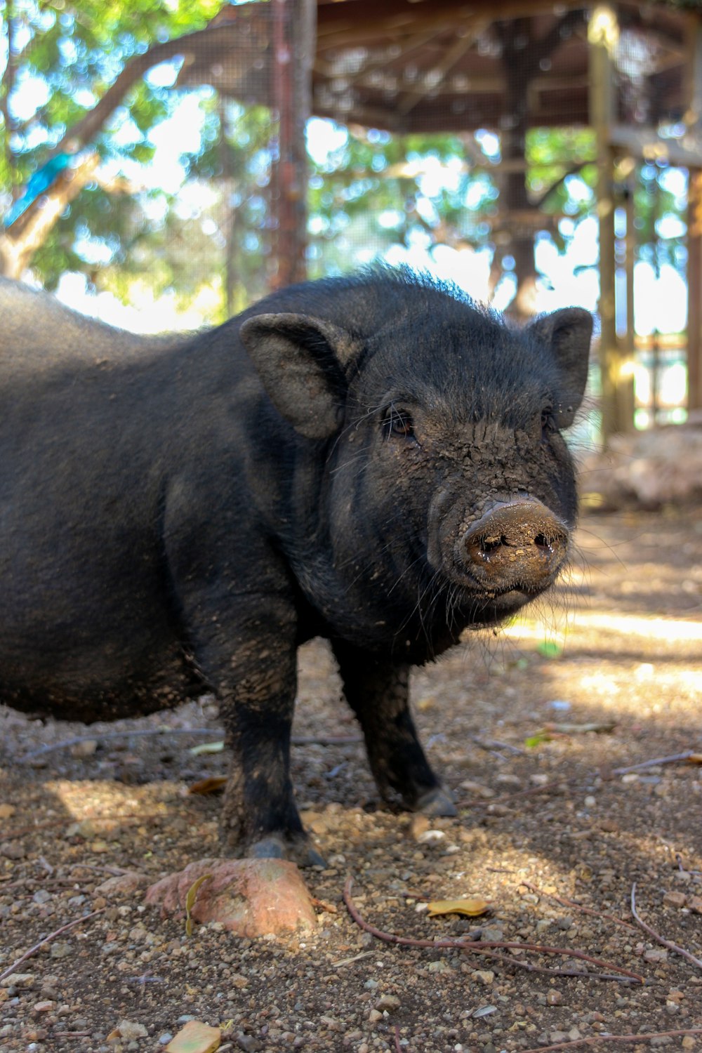 a black pig standing on top of a dirt field