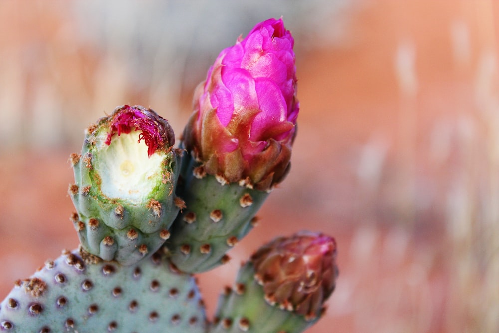 a close up of a pink flower on a cactus