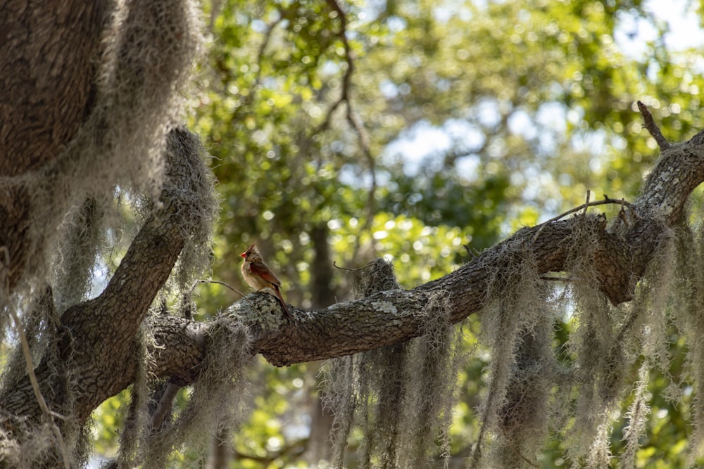 a bird perched on a branch of a tree covered in moss