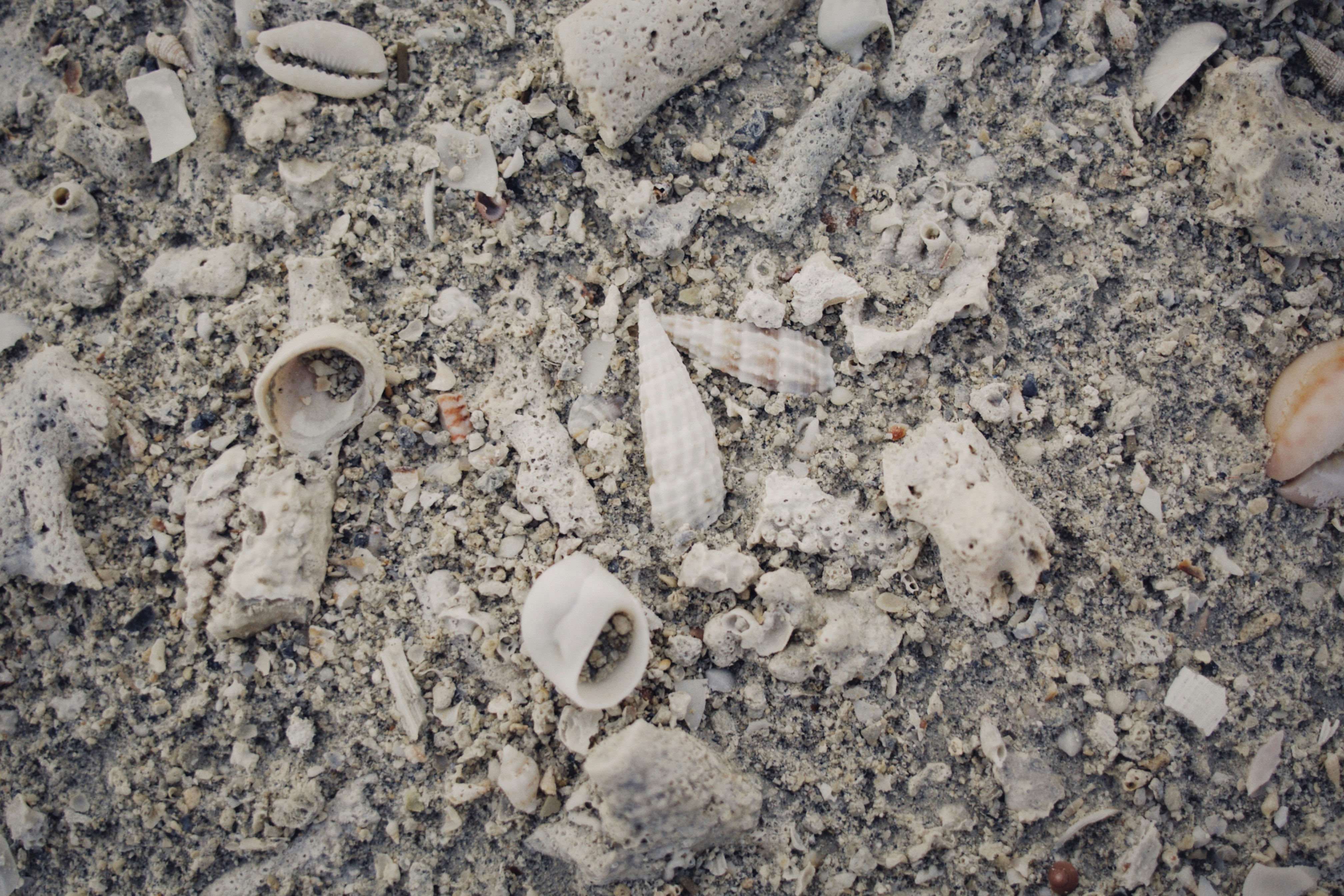A bunch of shells that are on the ground photo – Free Grey Image on ...