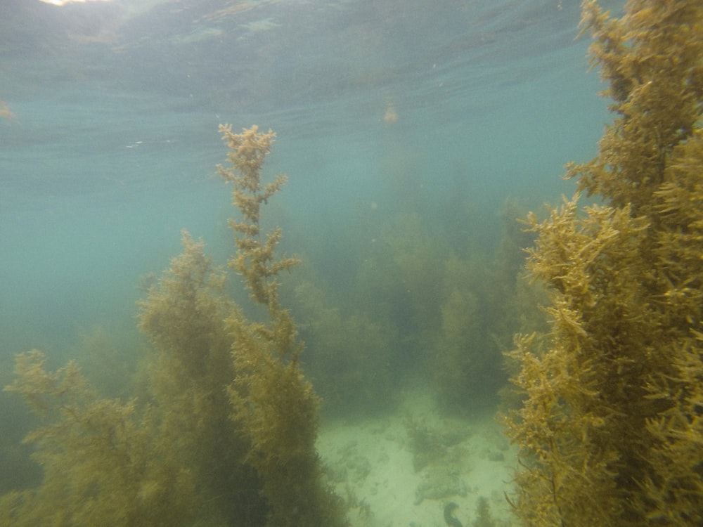 a group of seaweed in the water