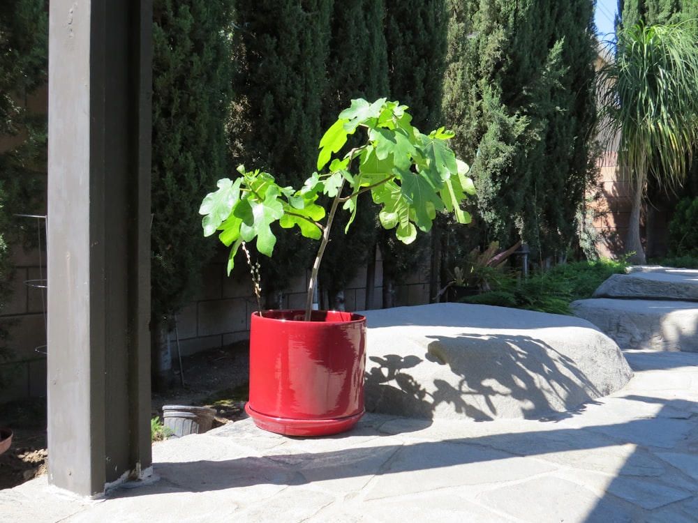 a plant in a red pot on a patio