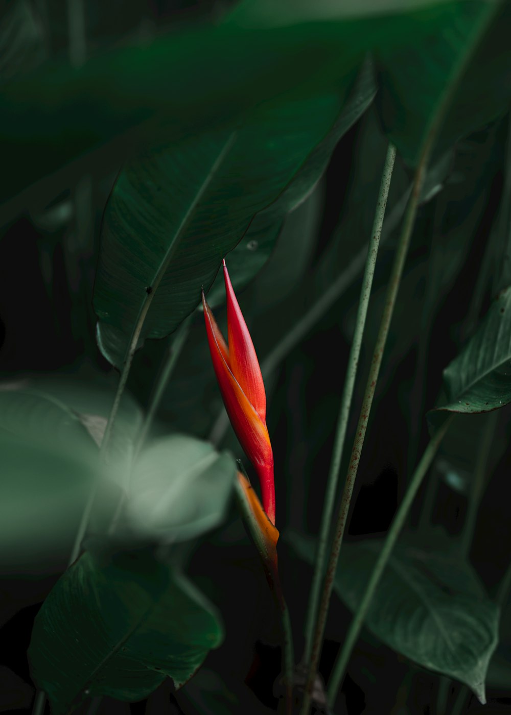 a red and yellow flower with green leaves in the background