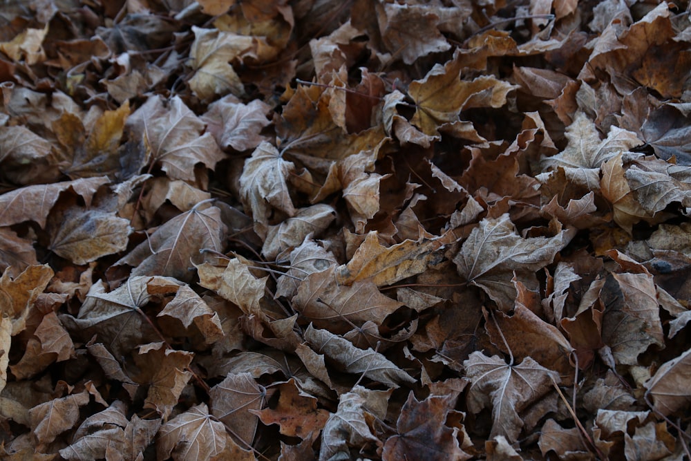 a bunch of leaves that are laying on the ground