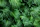 a close up of a green plant with lots of leaves