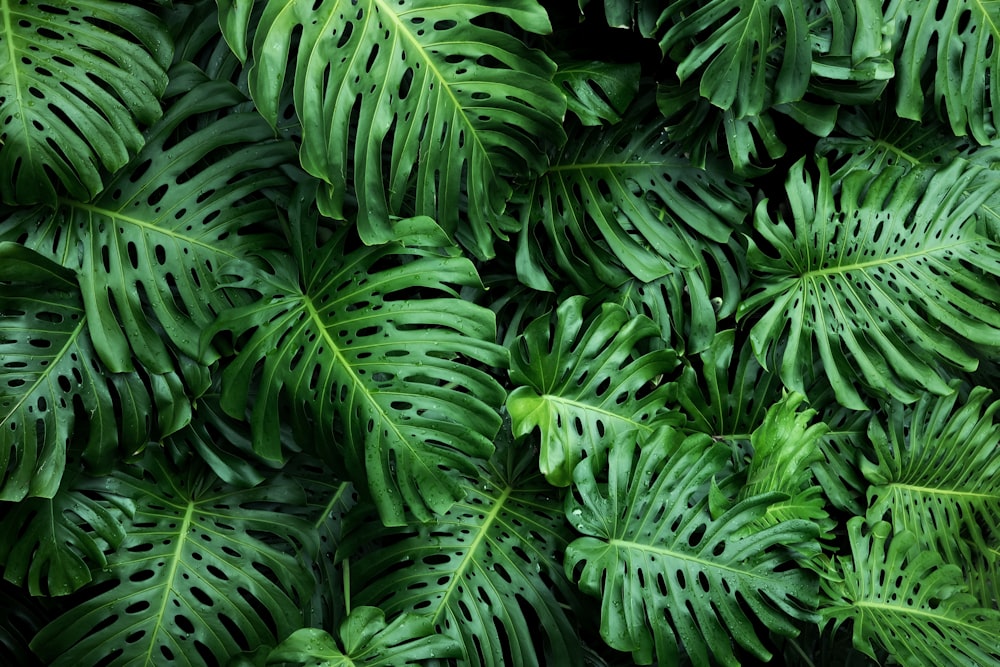 Nahaufnahme einer grünen Pflanze mit vielen Blättern