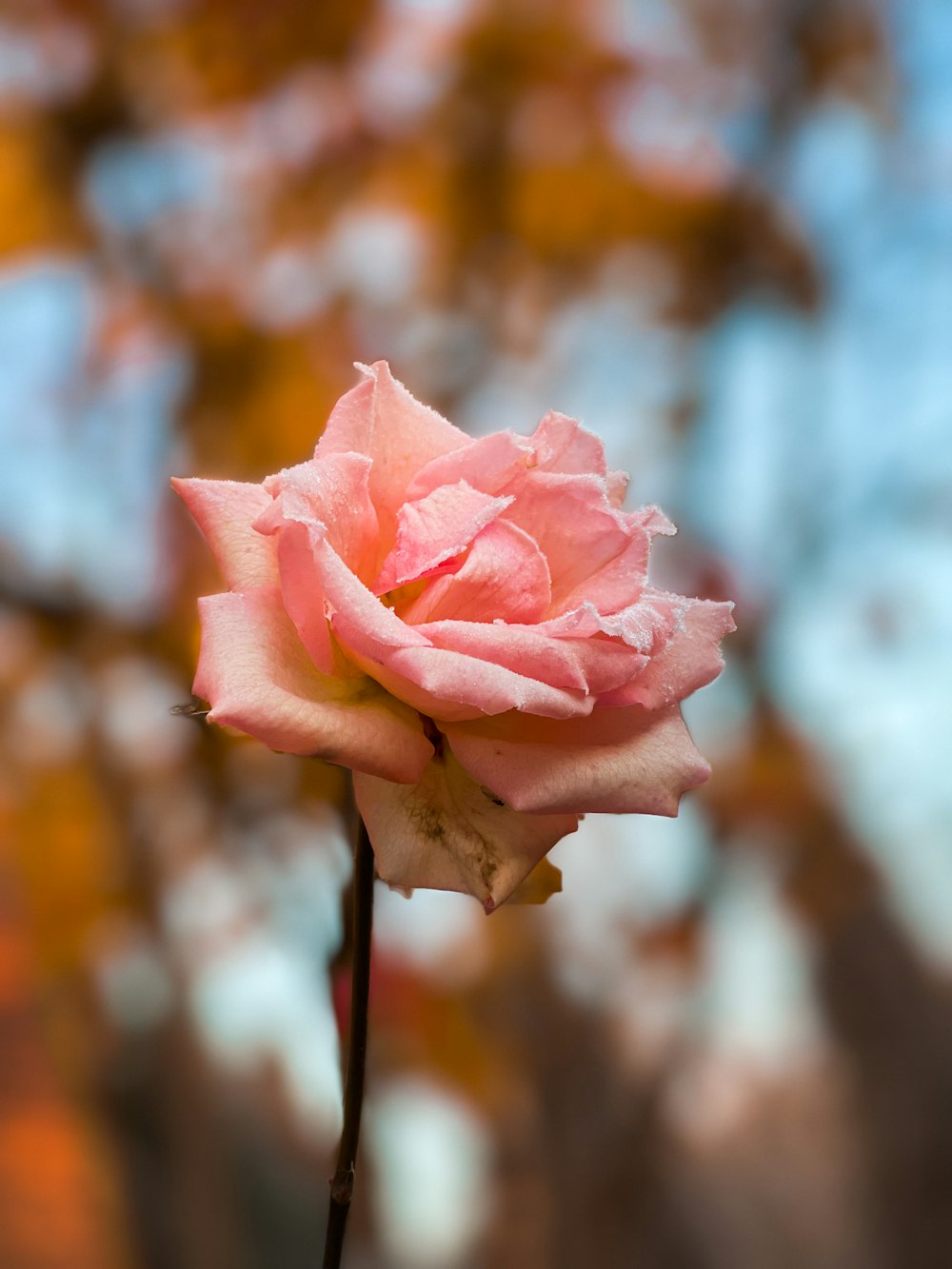 a single pink rose with a blurry background