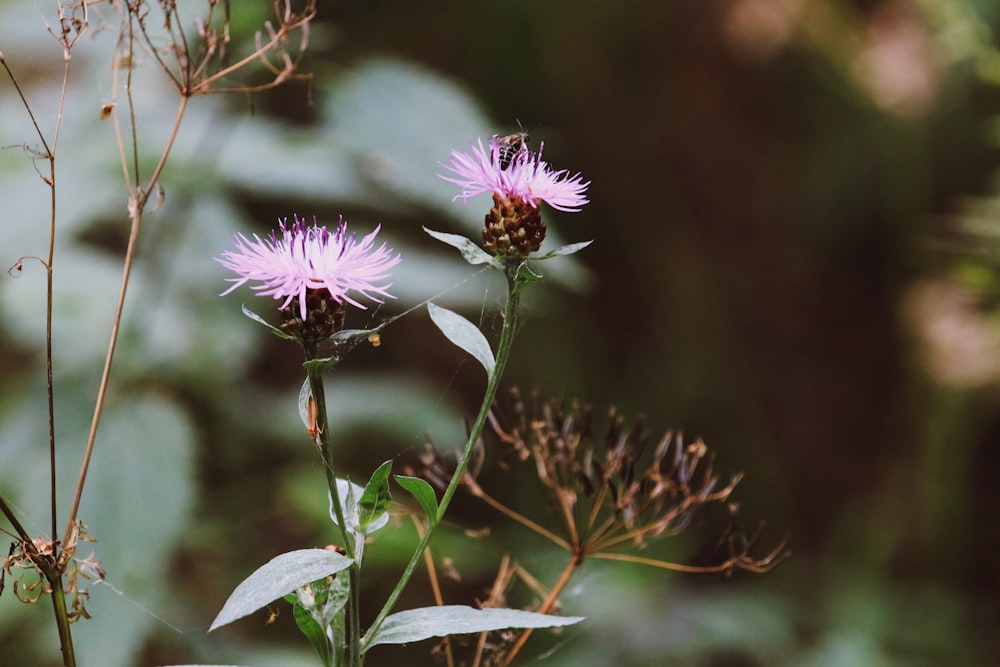 a couple of pink flowers sitting on top of a lush green field