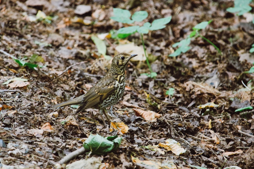 a small bird is standing on the ground