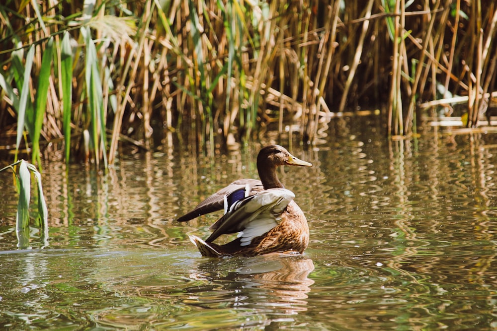 a duck floating on top of a body of water