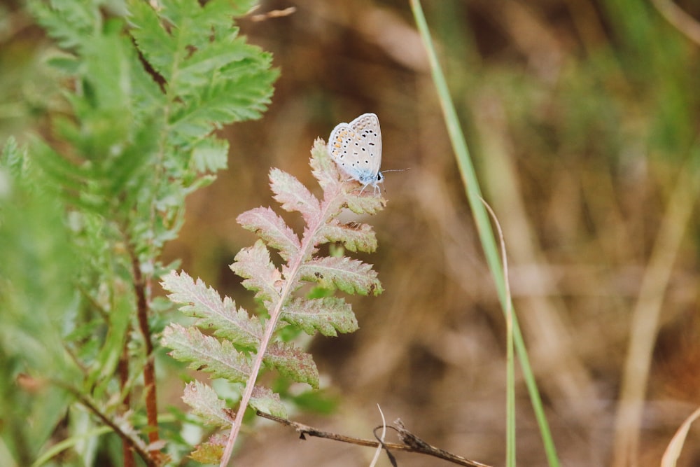 a blue butterfly sitting on top of a green plant