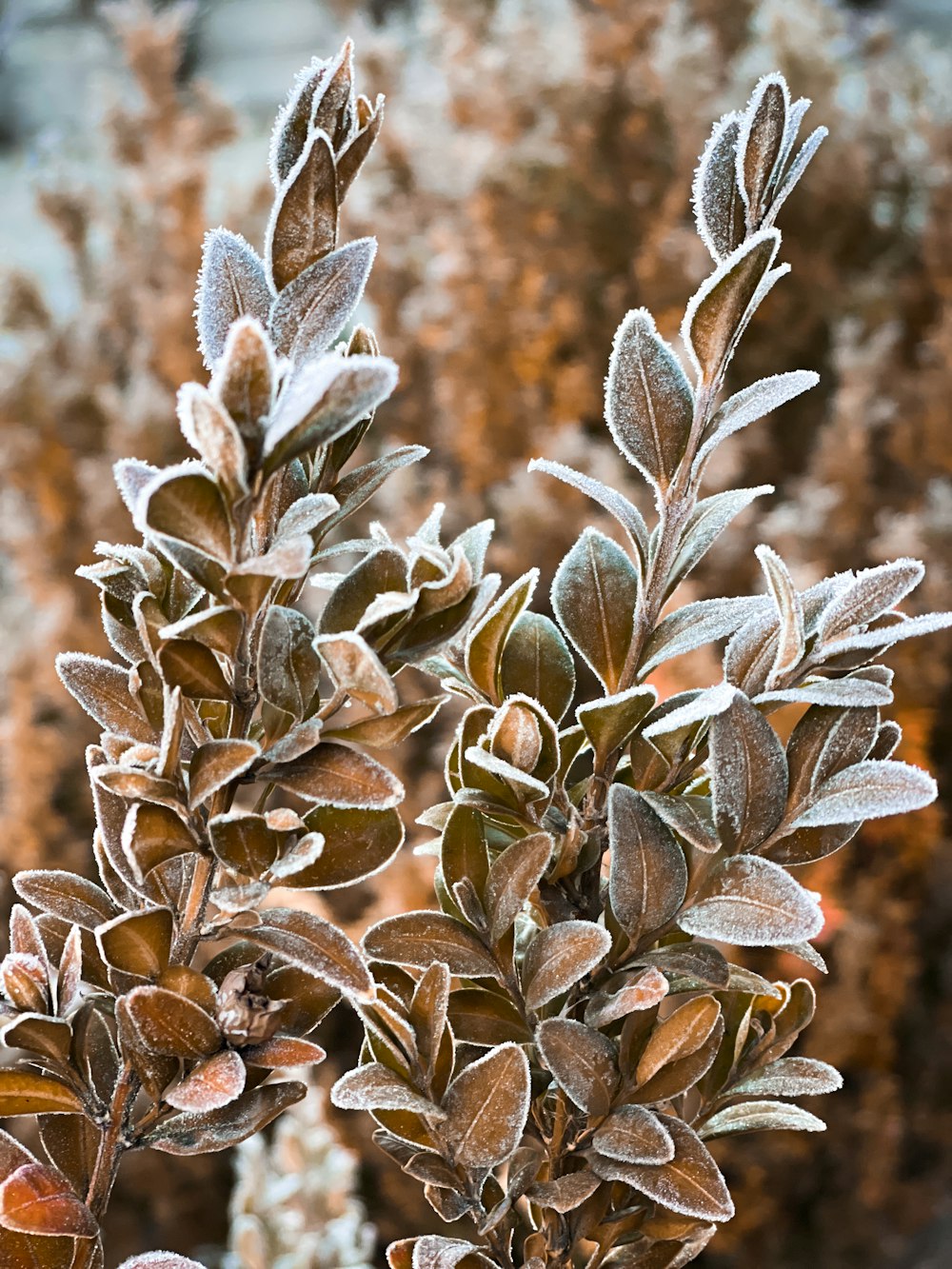 a close up of a plant with frost on it