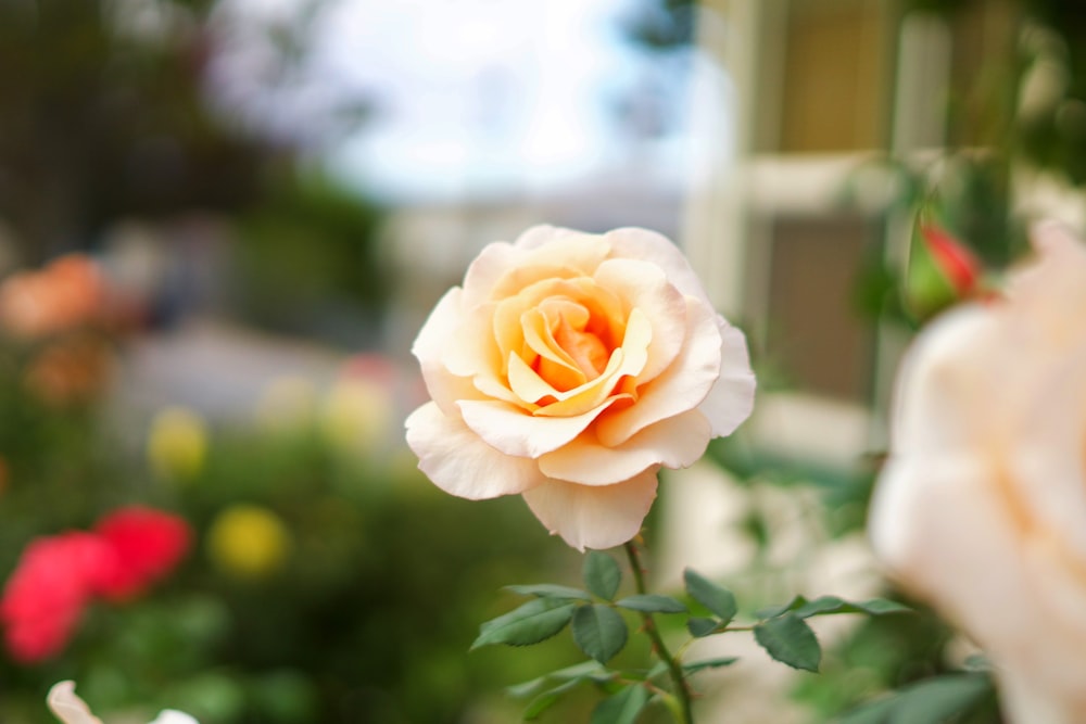 uma rosa rosa está florescendo em um jardim