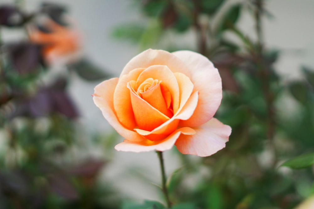 a close up of a single orange rose