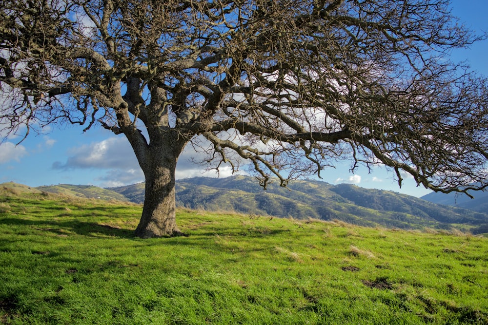 a large tree in a grassy field with mountains in the background