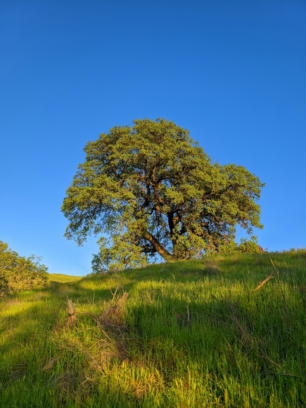 a lone tree on a grassy hill under a blue sky