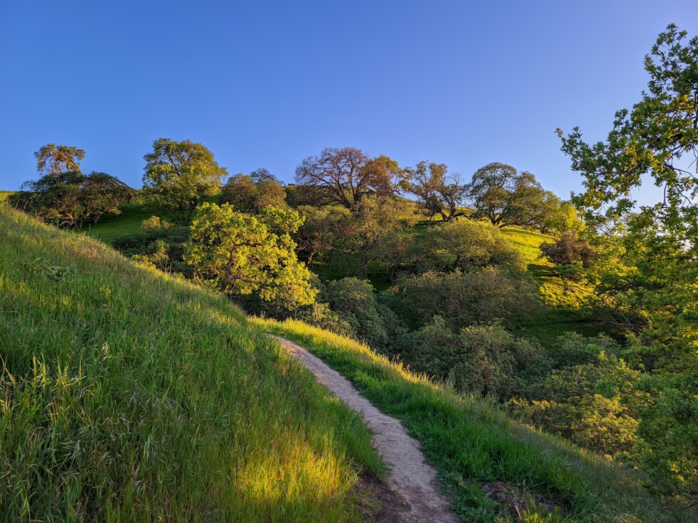 a dirt path going up a grassy hill