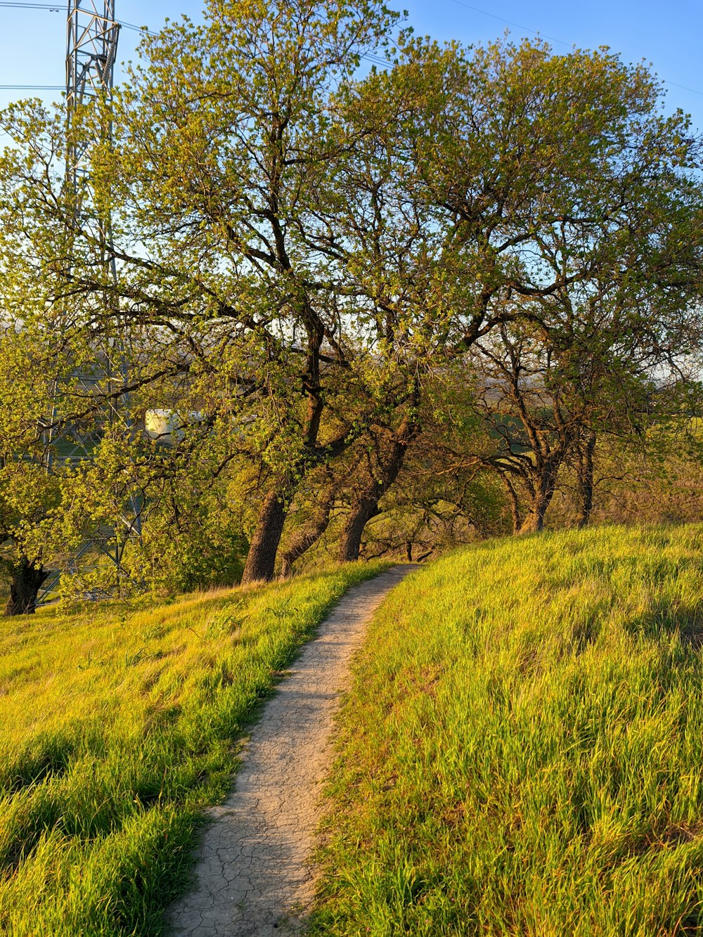 a dirt path in a grassy field next to trees