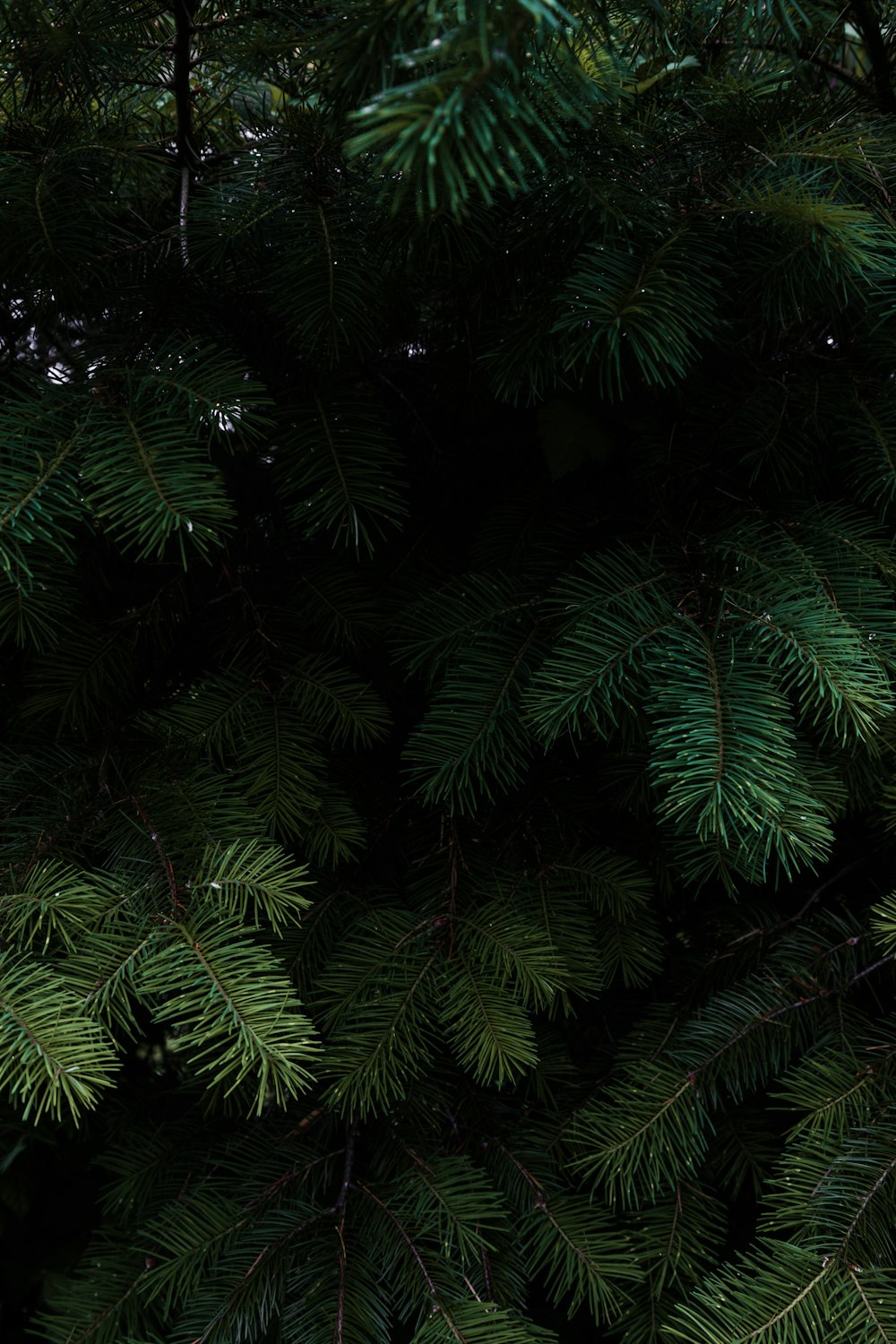 Un primo piano di un albero di pino con aghi verdi