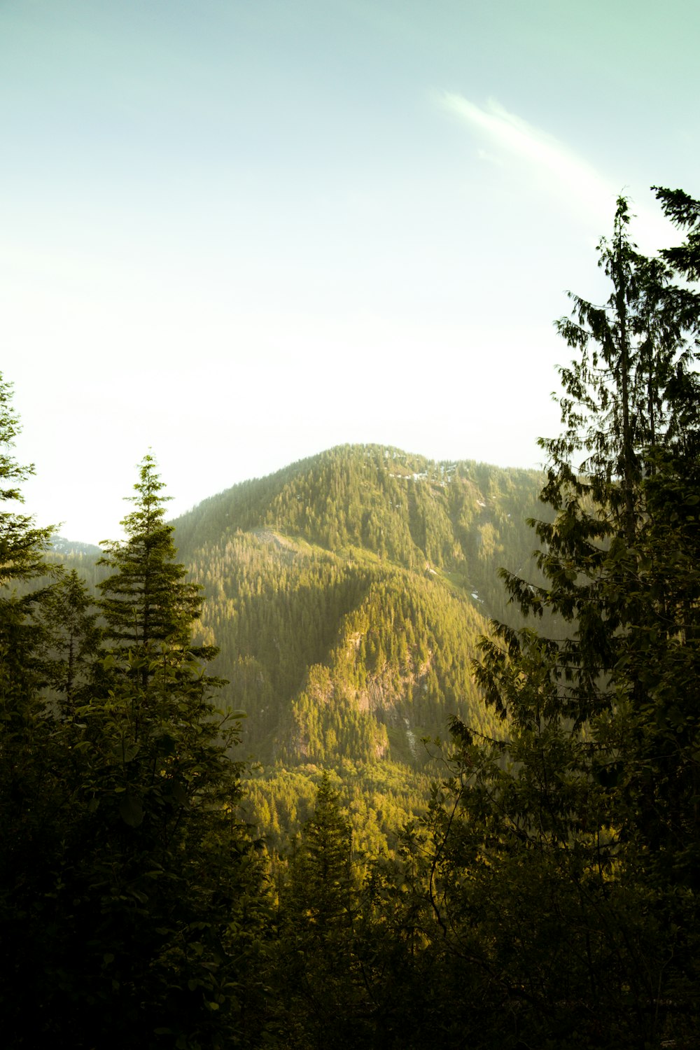 a view of a mountain with trees in the foreground