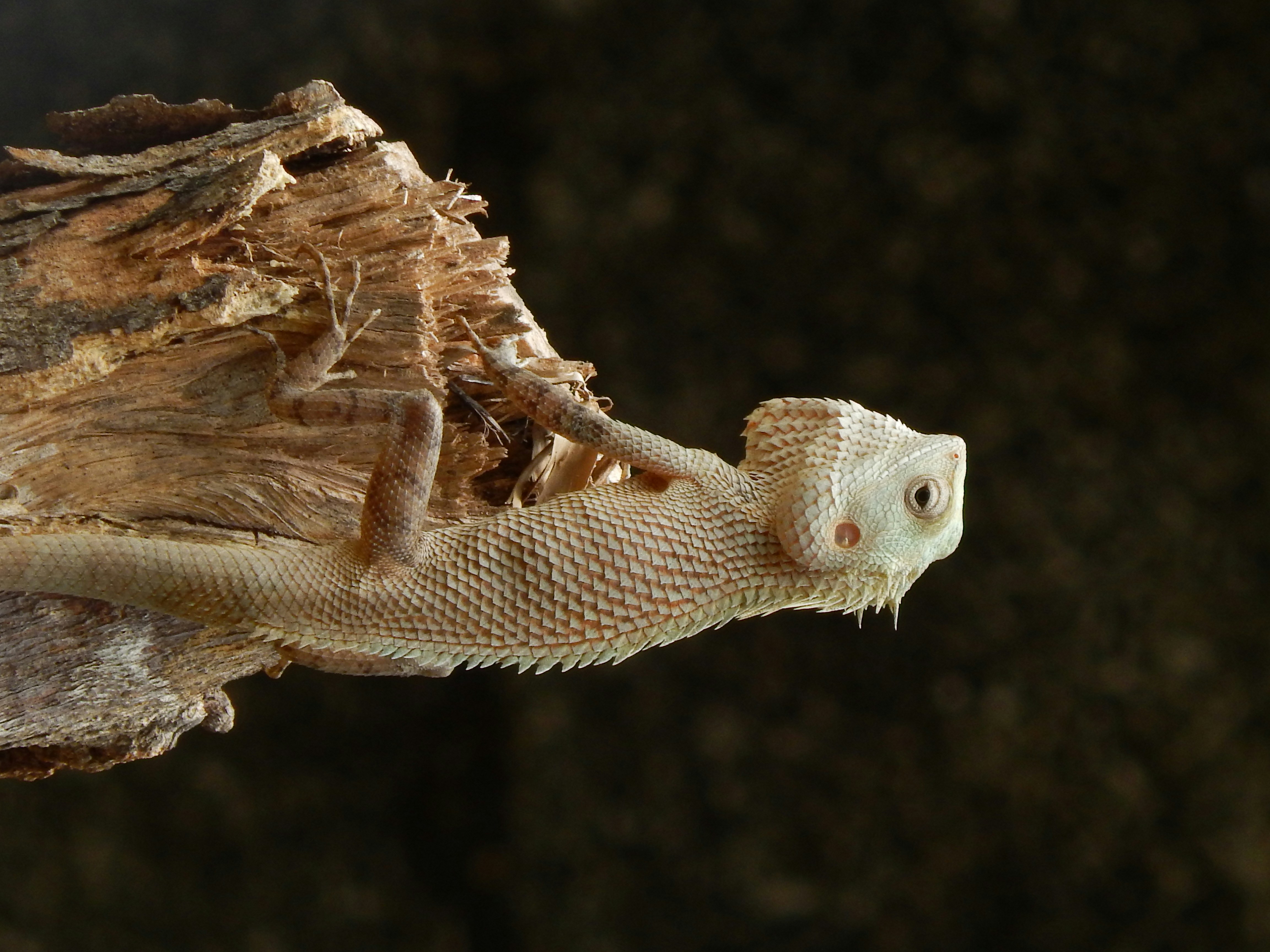 a close up of a lizard on a branch
