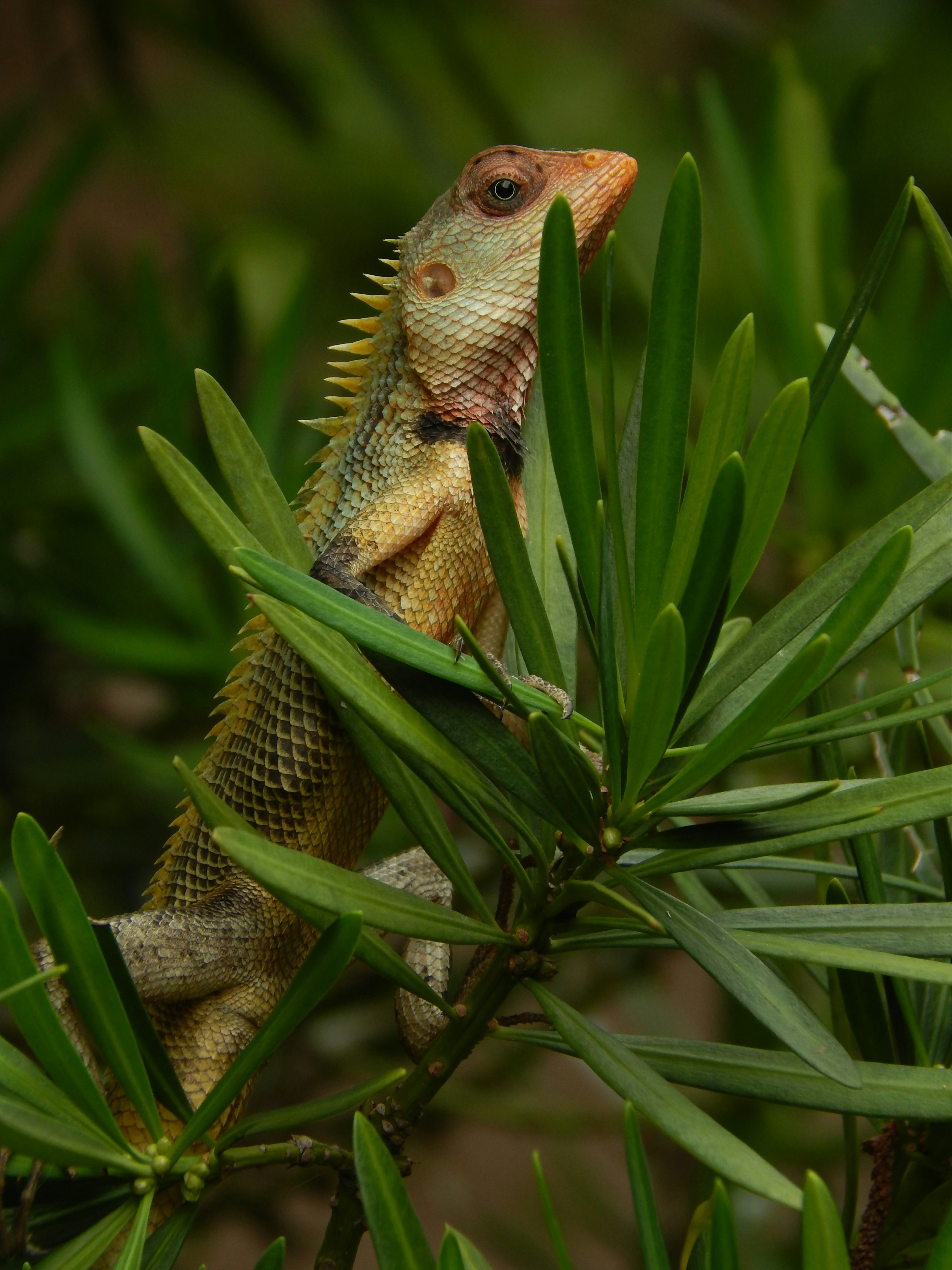 a lizard is sitting on a tree branch