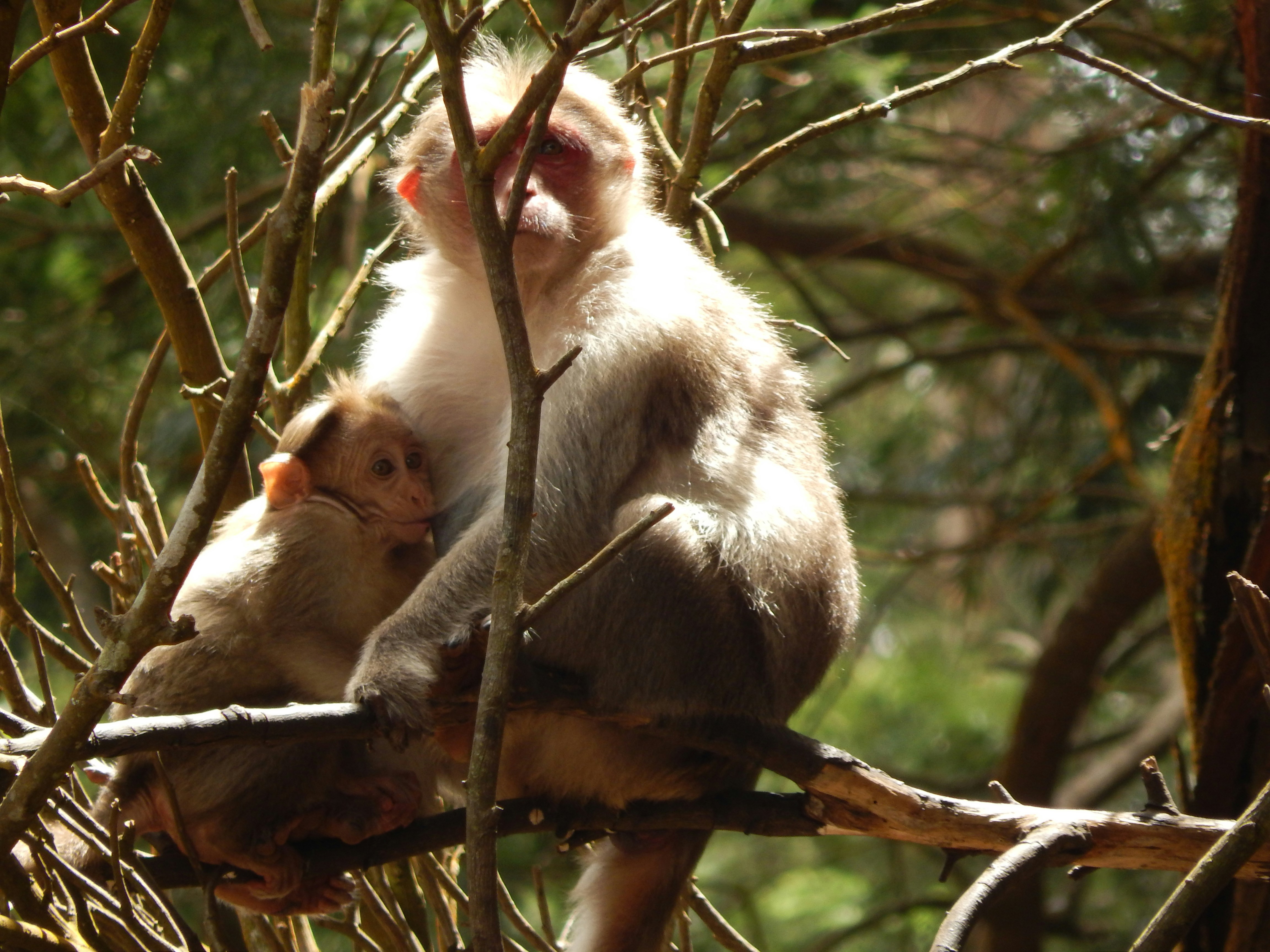 a couple of monkeys sitting on top of a tree