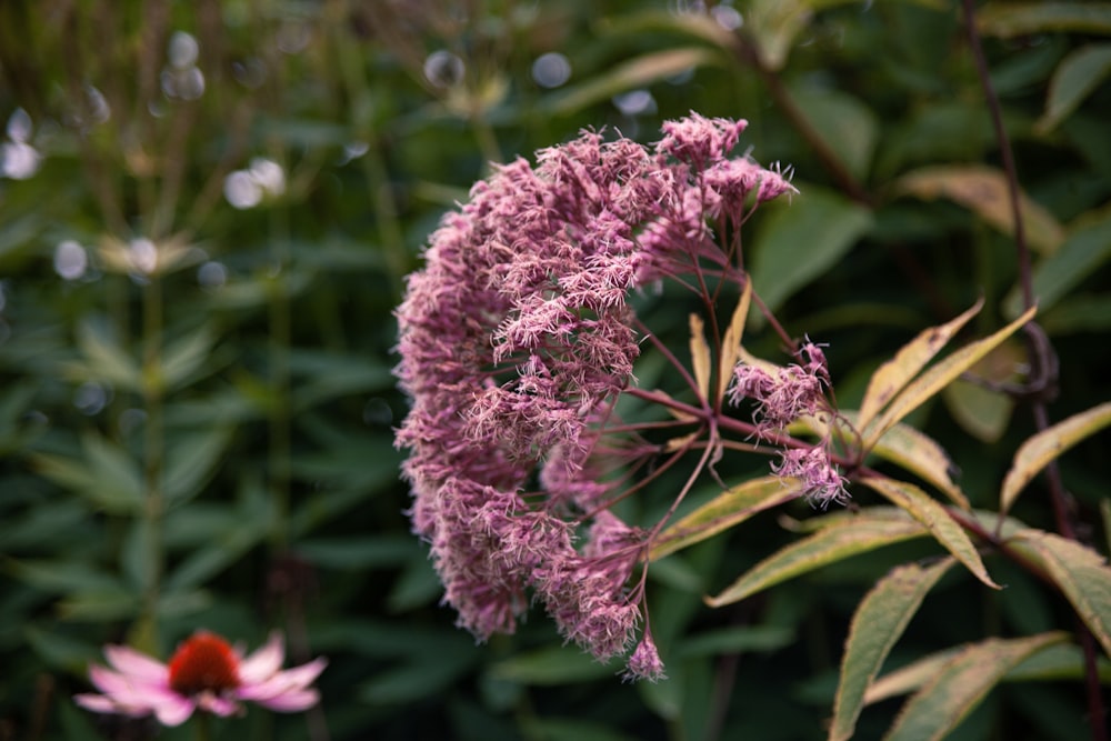 a close up of a pink flower with a blurry background