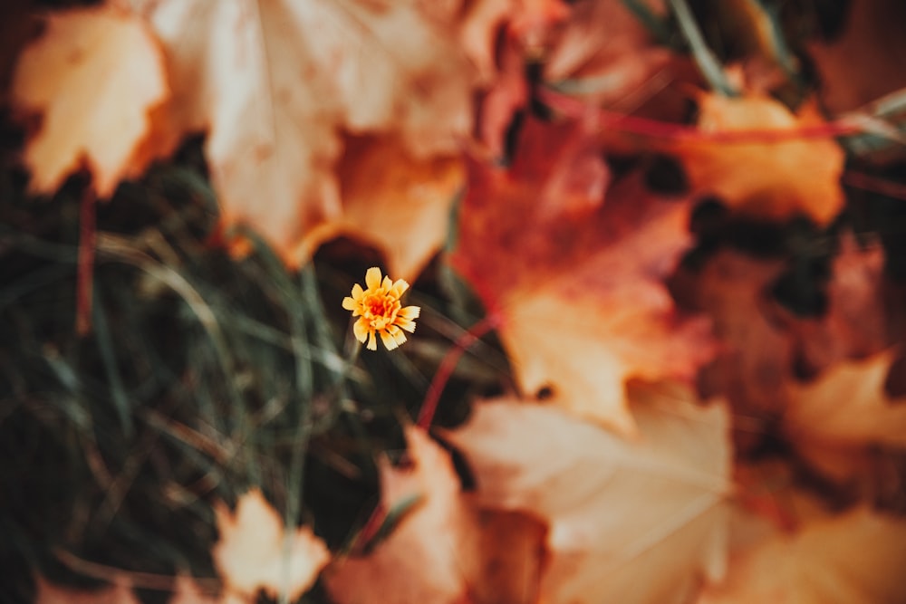 a small yellow flower sitting on top of a pile of leaves