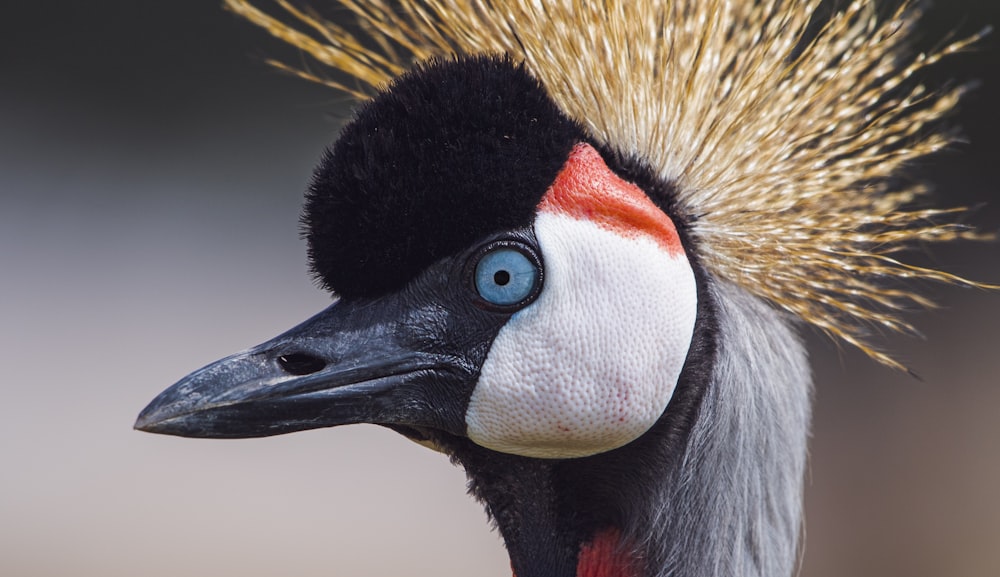 a close up of a bird with a mohawk on it's head