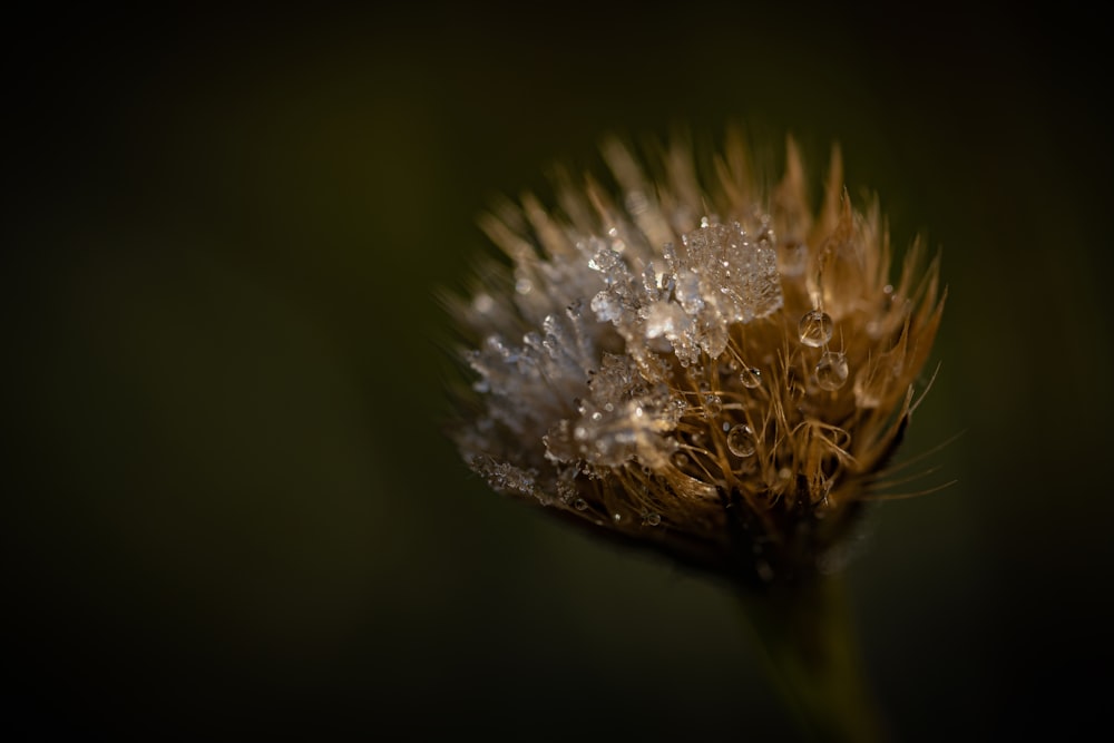 um close up de uma flor com gotículas de água sobre ela