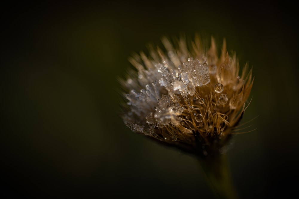 a close up of a flower with water droplets on it