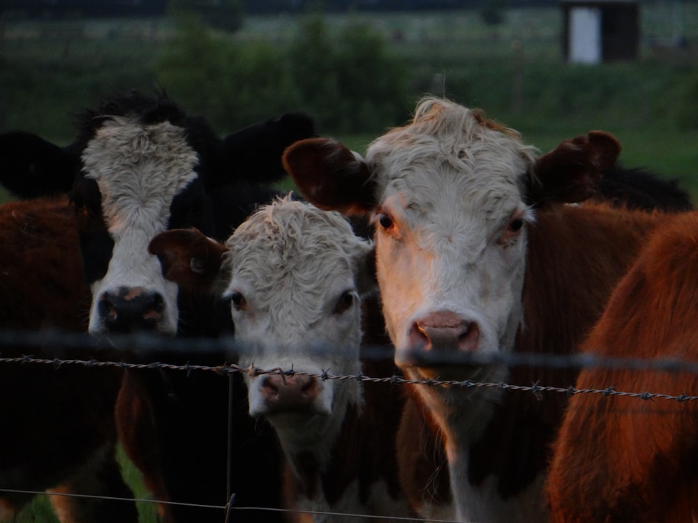 a group of cows standing behind a barbed wire fence