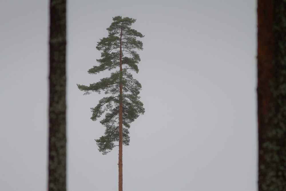 a tall pine tree standing in the snow