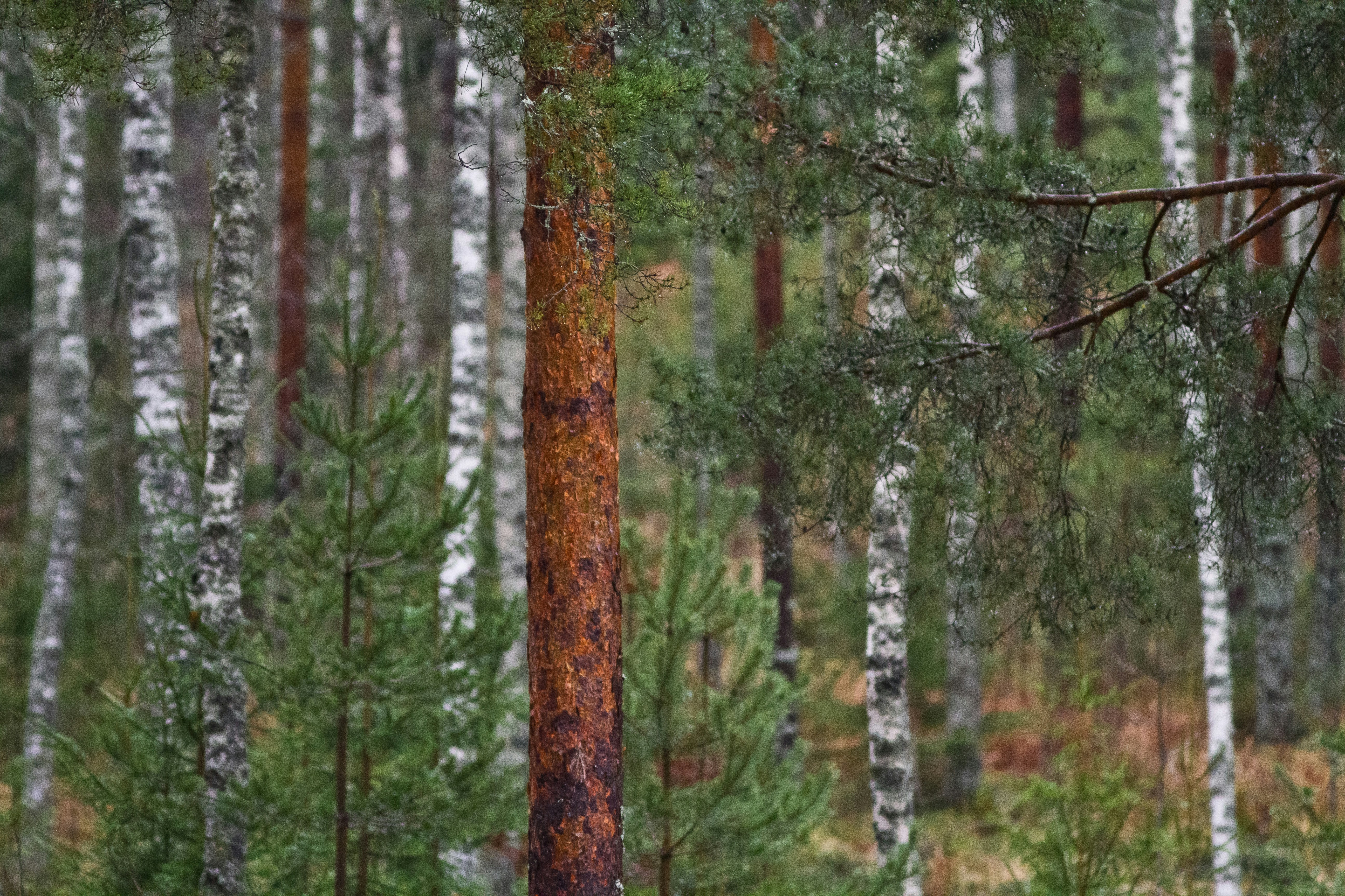 Photo by valentinhintikka