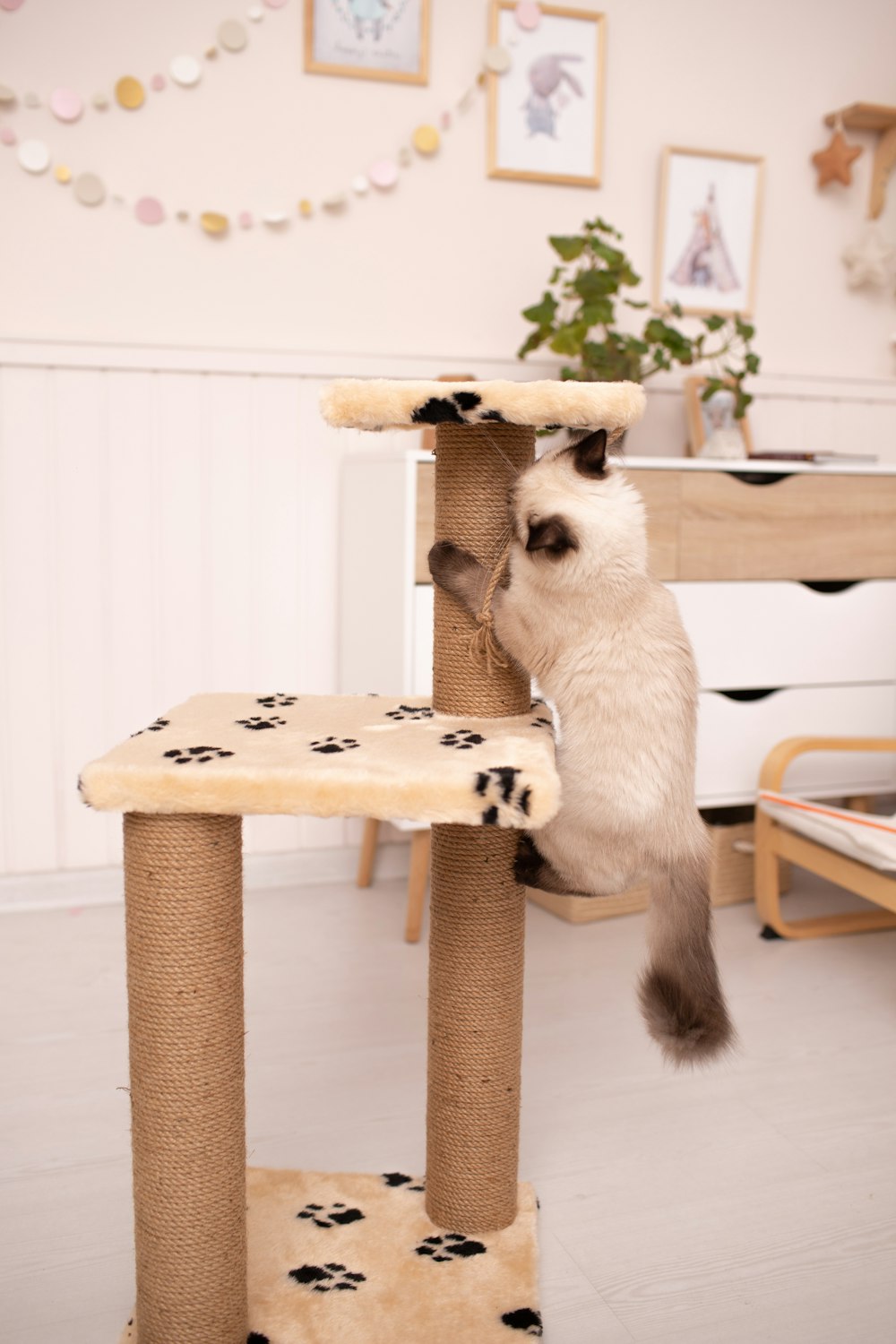 Eine Katze klettert auf einem Kratzbaum in einem Wohnzimmer