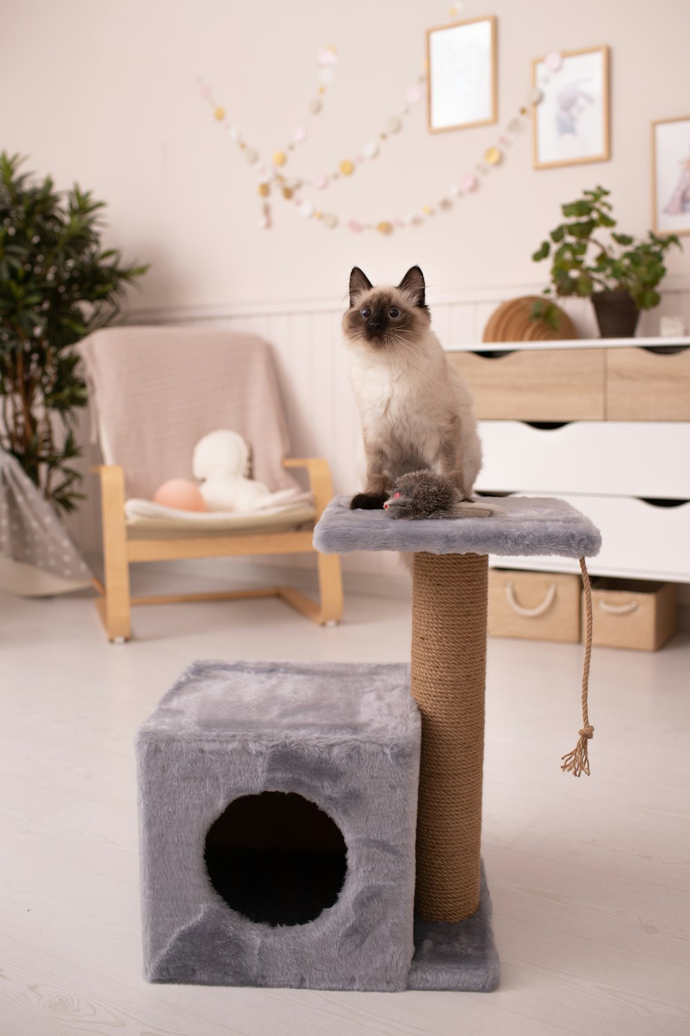a cat sitting on top of a cat tree