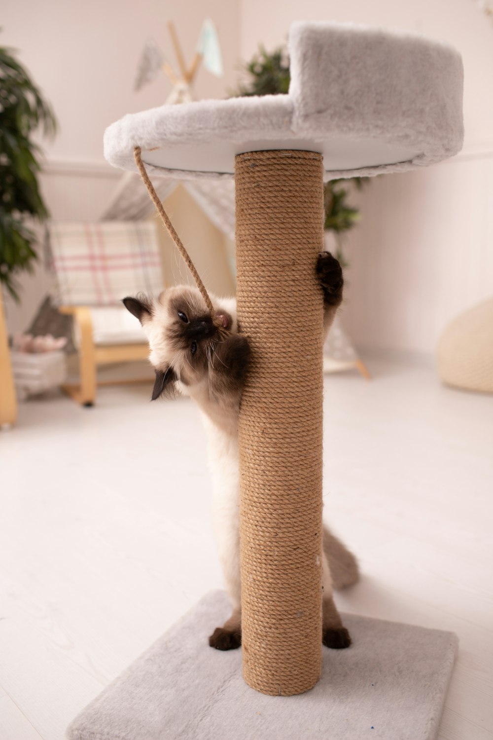 um gato brincando com um arranhador em uma sala de estar