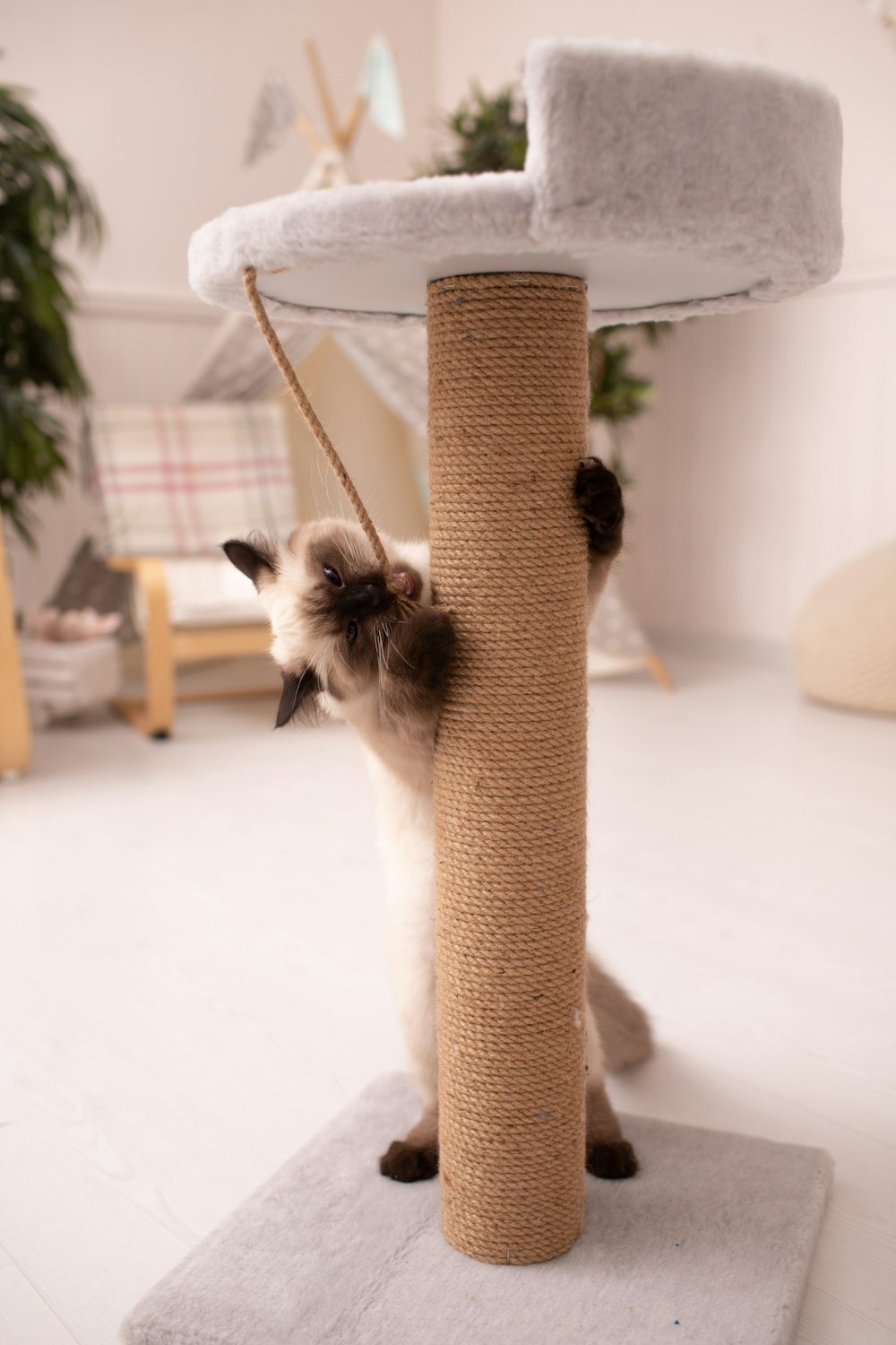 Un gato jugando con un poste de rascado en una sala de estar