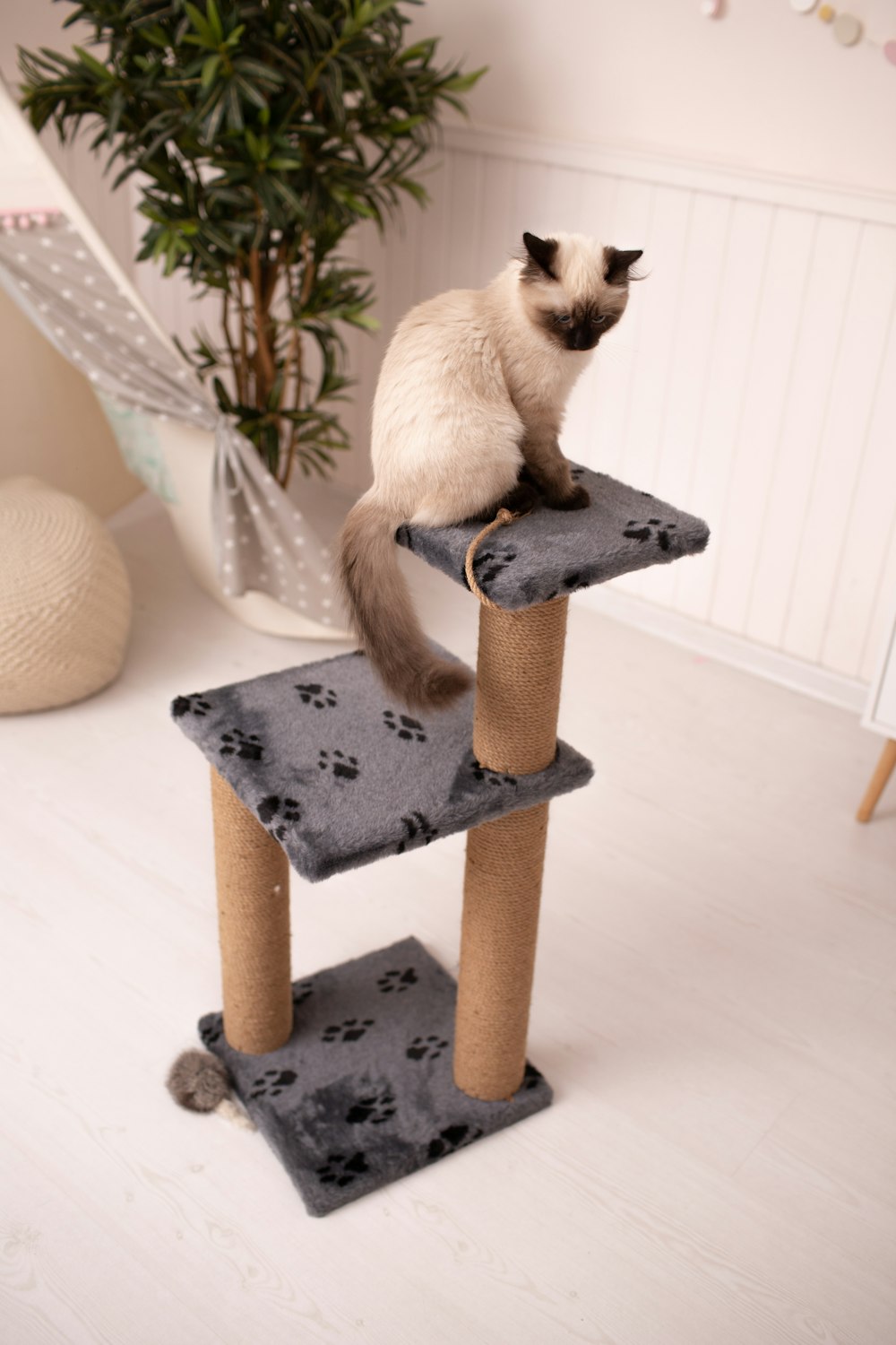 a cat sitting on top of a cat tree