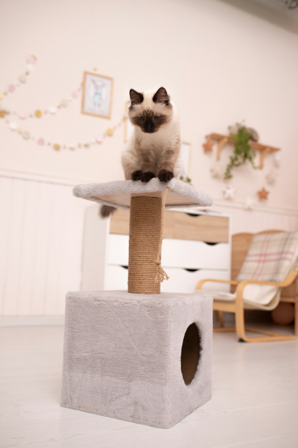 a cat sitting on top of a cat tree