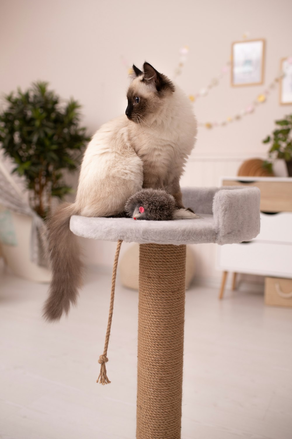 a cat sitting on top of a scratching post