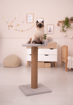 Arranhador para gatos