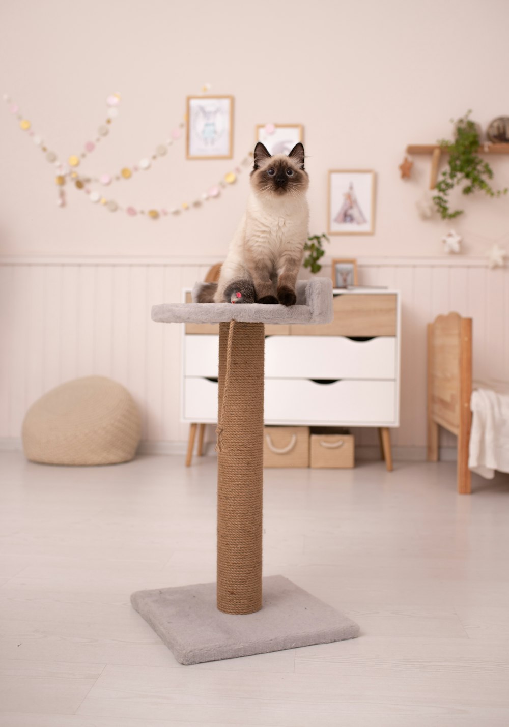 a cat sitting on top of a scratching post