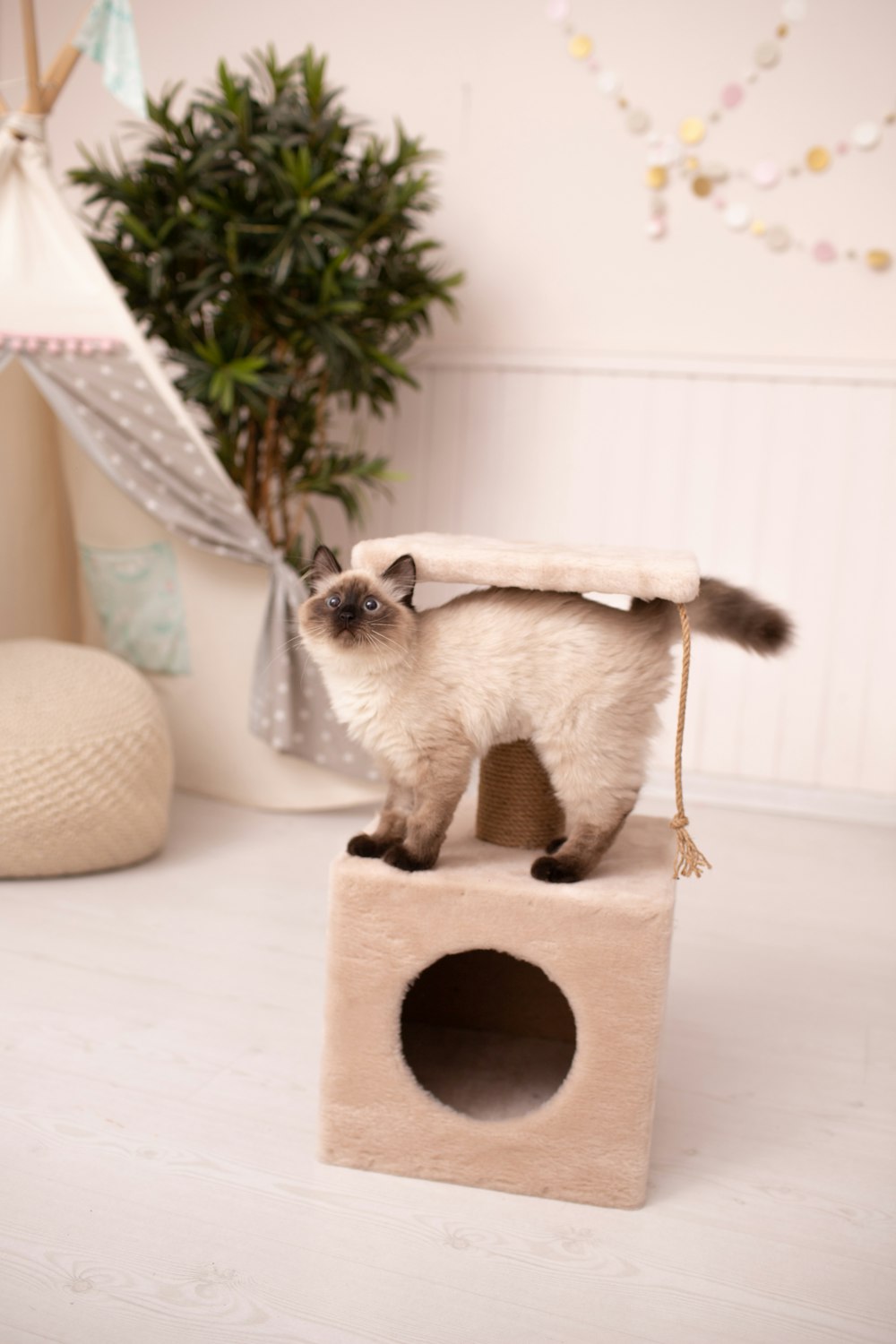 a cat standing on top of a cat house